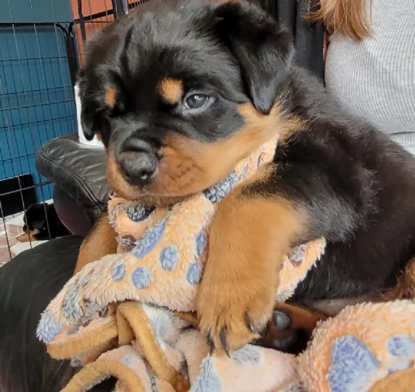 cuccioli di rottweiler di razza pura per adozione