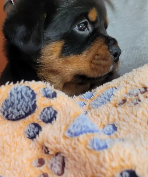 cuccioli di rottweiler di razza pura per adozione | Foto 6
