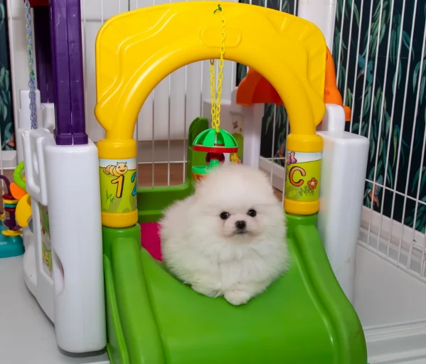 bellissimo volpino pomerania per adozione | Foto 3