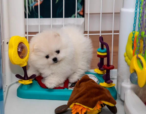 bellissimo volpino pomerania per adozione | Foto 2
