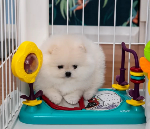 bellissimo volpino pomerania per adozione | Foto 1
