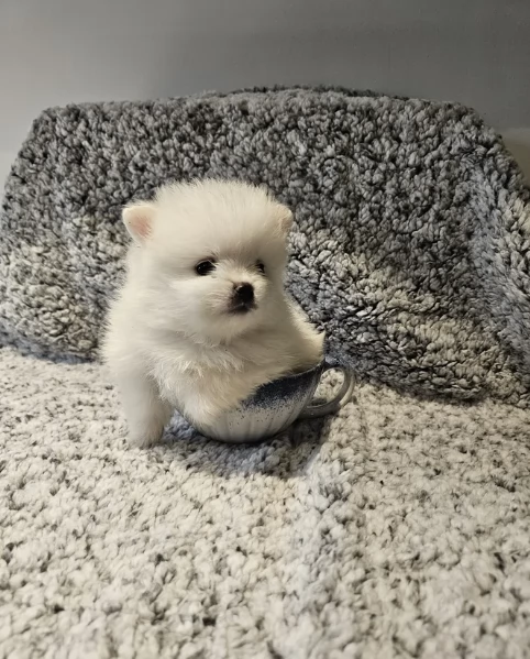bellissimo volpino pomerania per adozione | Foto 0