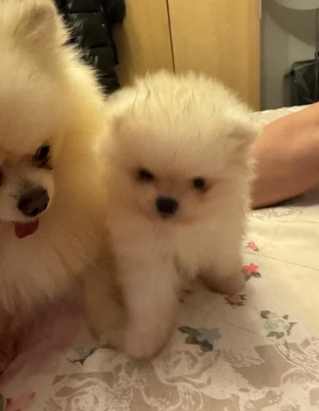 bellissimo volpino pomerania per adozione | Foto 5