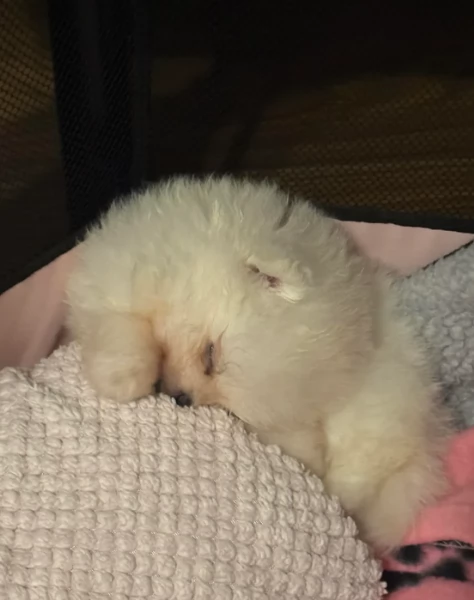 bellissimo volpino pomerania per adozione | Foto 0