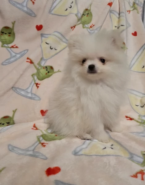 bellissimo volpino pomerania per adozione