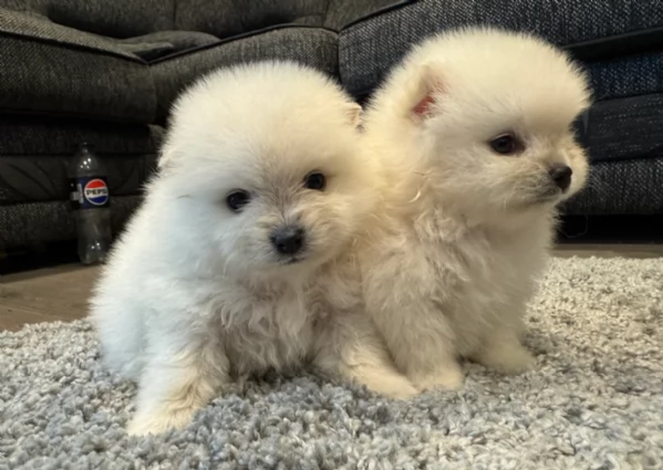 bellissimo volpino pomerania per adozione | Foto 5