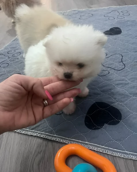 bellissimo volpino pomerania per adozione | Foto 4