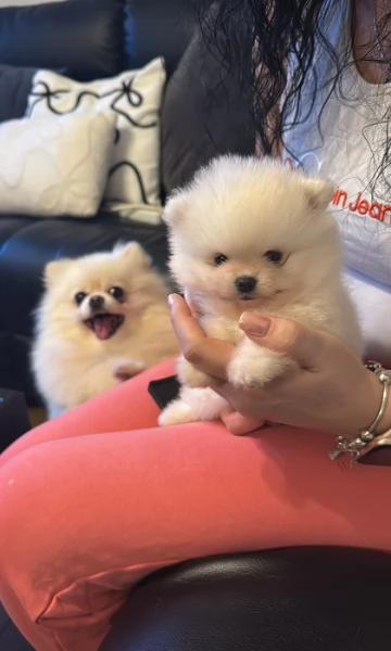 bellissimo volpino pomerania per adozione | Foto 4