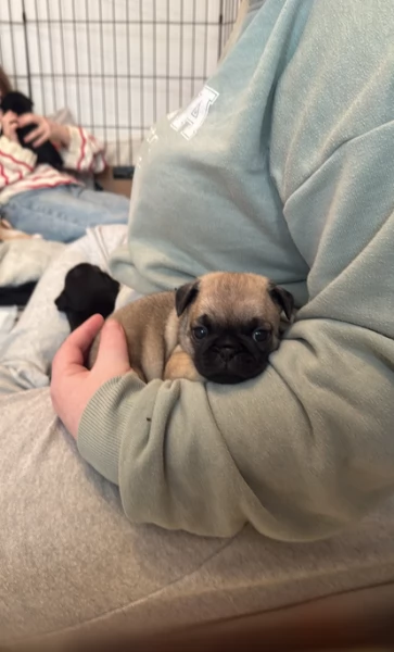Bellissimi cuccioli di Carlino subito disponibili per adozione | Foto 1