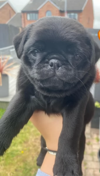 Bellissimi cuccioli di Carlino subito disponibili per adozione | Foto 1