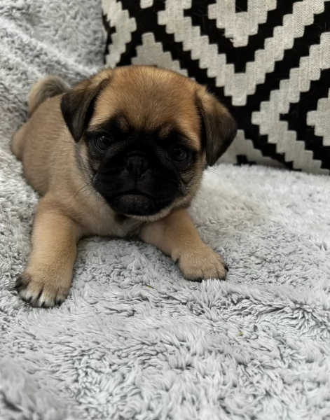 Bellissimi cuccioli di Carlino subito disponibili per adozione | Foto 6