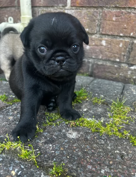 Bellissimi cuccioli di Carlino subito disponibili per adozione | Foto 5