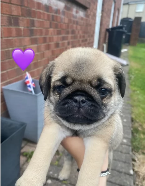 Bellissimi cuccioli di Carlino subito disponibili per adozione