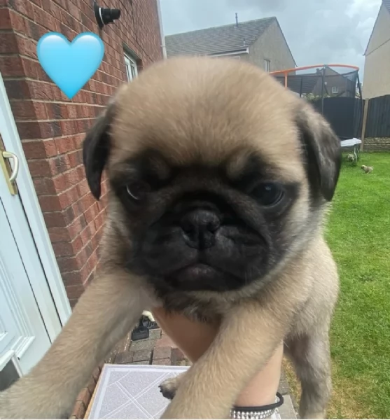 Bellissimi cuccioli di Carlino subito disponibili per adozione | Foto 3