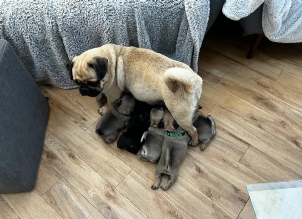Bellissimi cuccioli di Carlino subito disponibili per adozione | Foto 1
