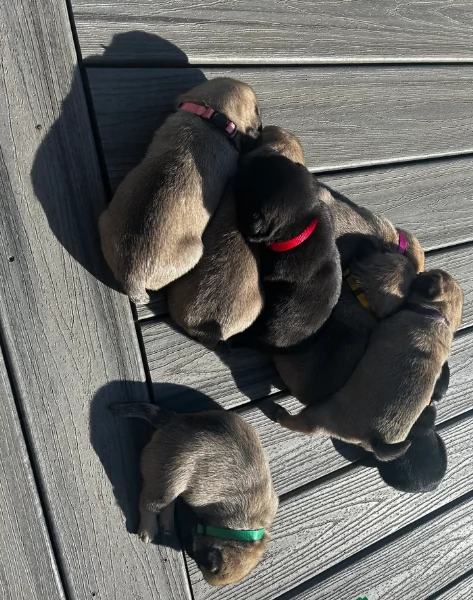 Bellissimi cuccioli di Carlino subito disponibili per adozione | Foto 1