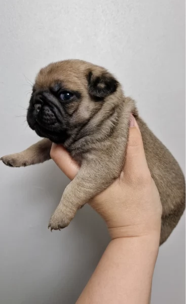 Bellissimi cuccioli di Carlino subito disponibili per adozione