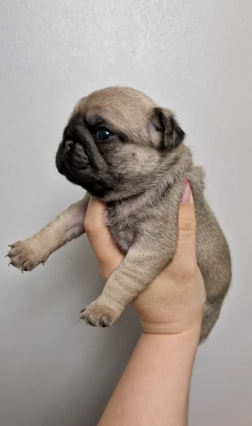 Bellissimi cuccioli di Carlino subito disponibili per adozione | Foto 2