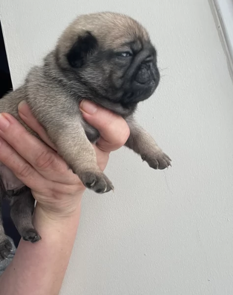 Bellissimi cuccioli di Carlino subito disponibili per adozione | Foto 0