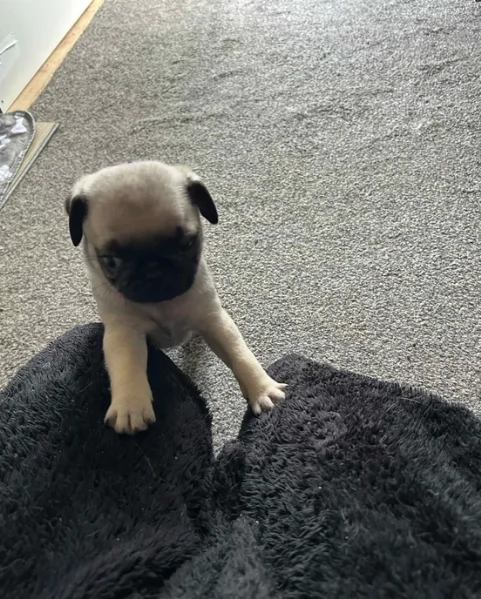 Bellissimi cuccioli di Carlino subito disponibili per adozione | Foto 3