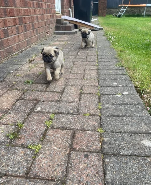 Bellissimi cuccioli di Carlino subito disponibili per adozione | Foto 4