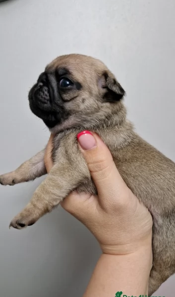 Bellissimi cuccioli di Carlino subito disponibili per adozione | Foto 0