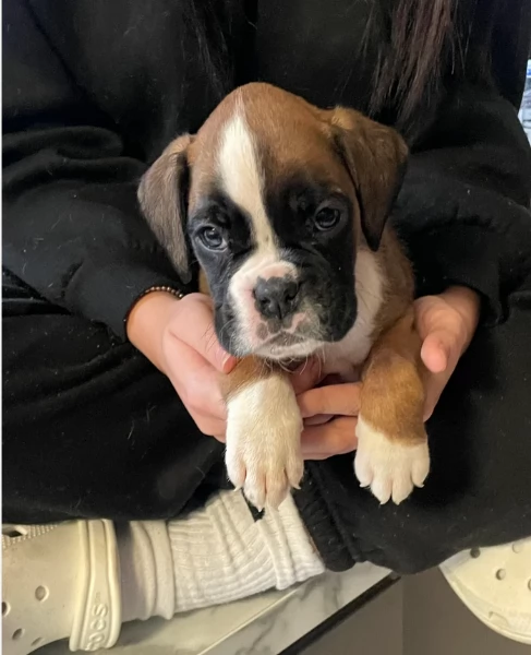 cuccioli di Boxer ALLEVATI CON AMORE per adozione | Foto 0