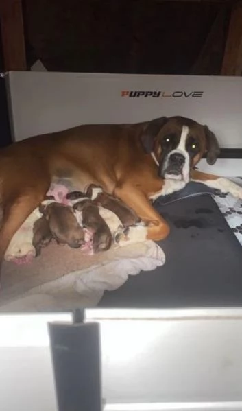 cuccioli di Boxer ALLEVATI CON AMORE per adozione | Foto 0