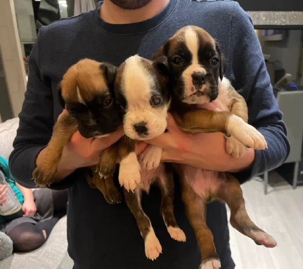 cuccioli di Boxer ALLEVATI CON AMORE per adozione | Foto 2