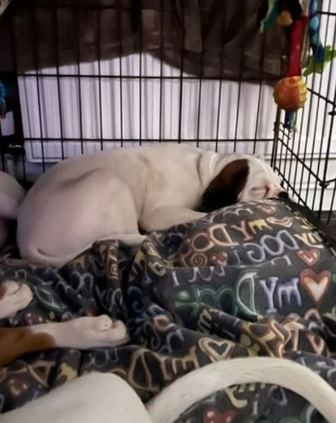 cuccioli di Boxer ALLEVATI CON AMORE per adozione | Foto 2