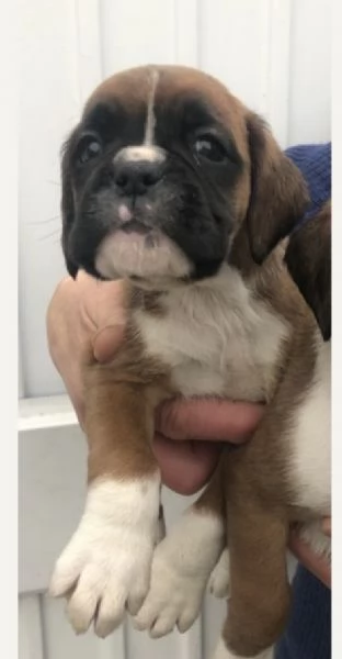 cuccioli di Boxer ALLEVATI CON AMORE per adozione