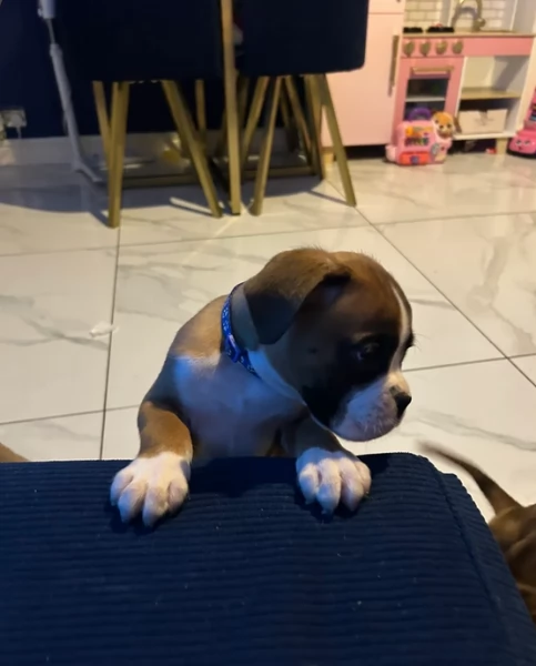 cuccioli di Boxer ALLEVATI CON AMORE per adozione | Foto 3