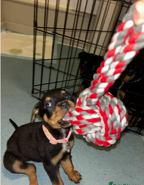 cuccioli di rottweiler di alta qualitagrave 100 di razza pura per adozione | Foto 2