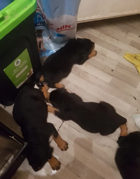 cuccioli di rottweiler di alta qualitagrave 100 di razza pura per adozione