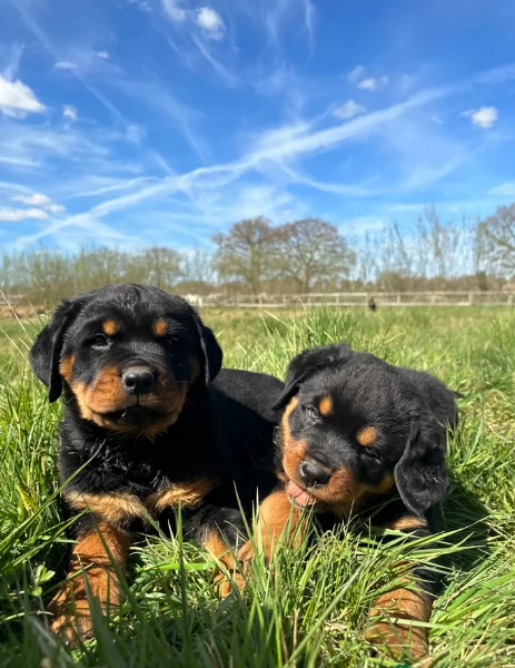 cuccioli di rottweiler di alta qualitagrave 100 di razza pura per adozione | Foto 0