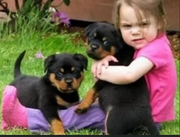 cuccioli di rottweiler di alta qualitagrave 100 di razza pura per adozione