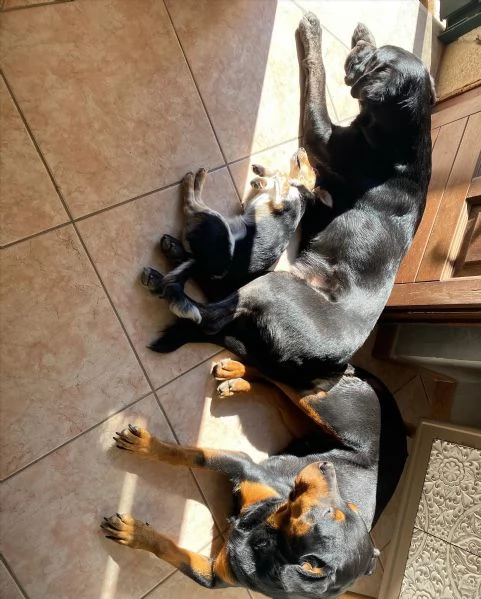 cuccioli di rottweiler di alta qualitagrave 100 di razza pura per adozione
