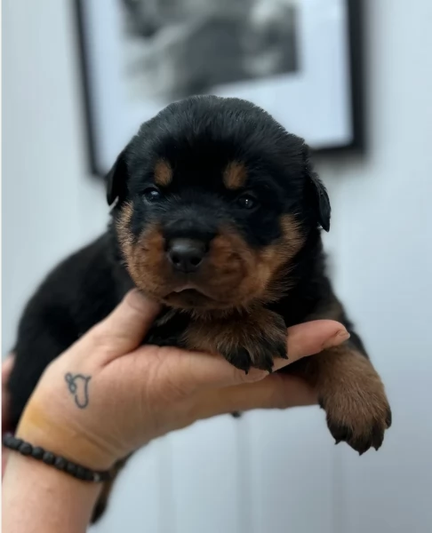 cuccioli di rottweiler di alta qualitagrave 100 di razza pura per adozione | Foto 4