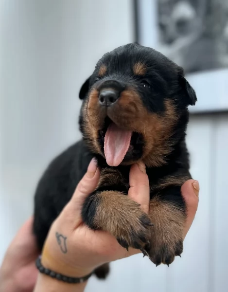 cuccioli di rottweiler di alta qualitagrave 100 di razza pura per adozione | Foto 3