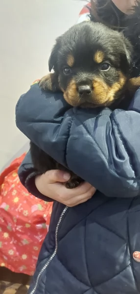 cuccioli di rottweiler di alta qualitagrave 100 di razza pura per adozione | Foto 5