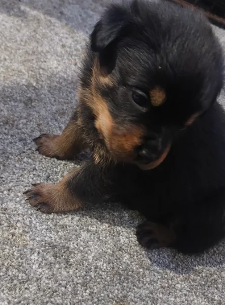 cuccioli di rottweiler di alta qualitagrave 100 di razza pura per adozione | Foto 4