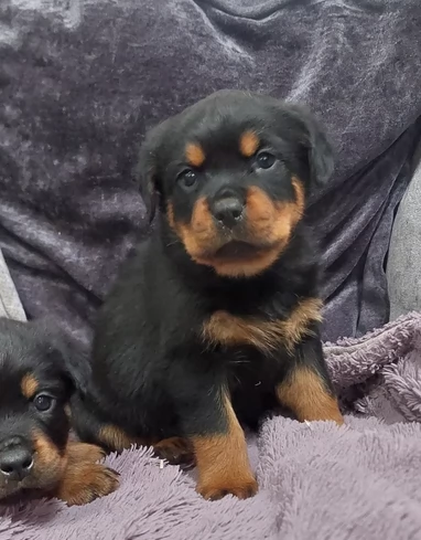 cuccioli di rottweiler di alta qualitagrave 100 di razza pura per adozione | Foto 3