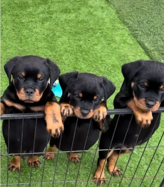 cuccioli di rottweiler di alta qualitagrave 100 di razza pura per adozione