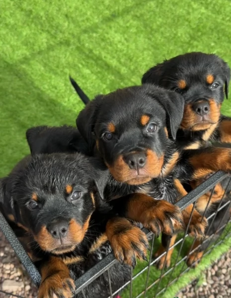 cuccioli di rottweiler di alta qualitagrave 100 di razza pura per adozione | Foto 2