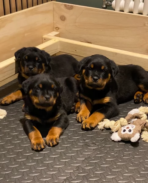 cuccioli di rottweiler di alta qualitagrave 100 di razza pura per adozione | Foto 0