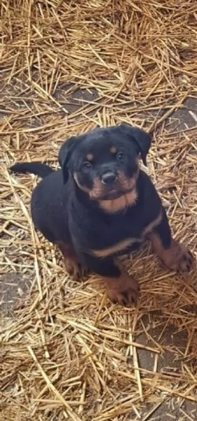 cuccioli di rottweiler di alta qualitagrave 100 di razza pura per adozione | Foto 3