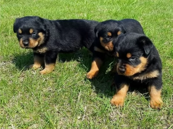 cuccioli di rottweiler di alta qualitagrave 100 di razza pura per adozione | Foto 2