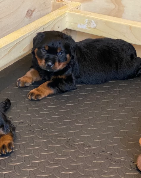 cuccioli di rottweiler di alta qualitagrave 100 di razza pura per adozione | Foto 1