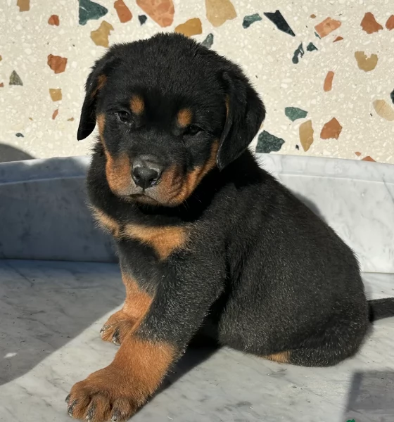 cuccioli di rottweiler di alta qualitagrave 100 di razza pura per adozione | Foto 2