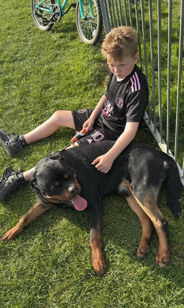 cuccioli di rottweiler di alta qualitagrave 100 di razza pura per adozione | Foto 5